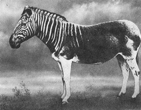 File:Equus quagga quagga.jpg