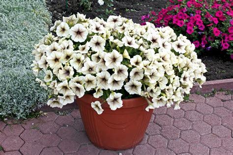 8 Gorgeous Petunia Varieties For All Color Schemes And Occasions