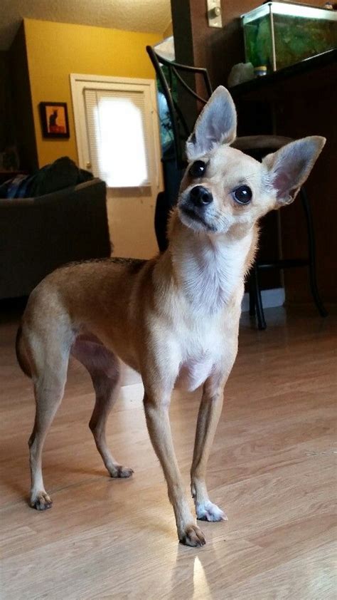 Twinkles ☆ the deer head Chihuahua | Cute dogs, Chihuahua puppies ...