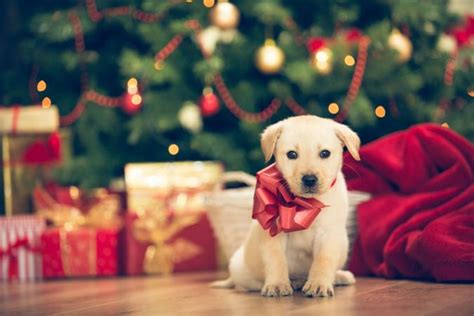 A Puppy at Christmas Time | LoveToKnow