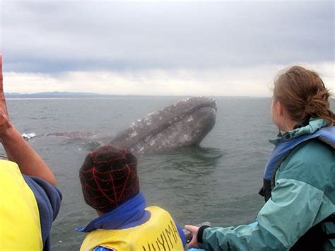 Whale-watching in Baja California | Whale watching, Baja california ...