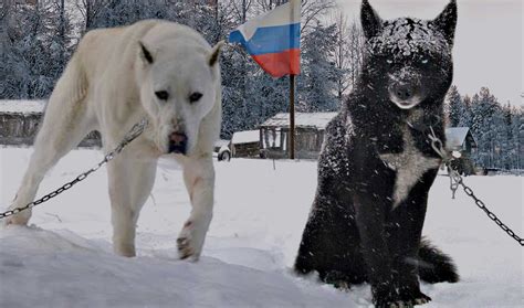 100+ Russian Dog Names – the Coolest Soviet Puppy Name Ideas!