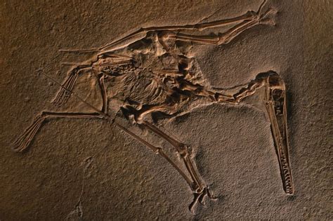 This fossil of the pterosaur Pterodactylus kochi is preserved in limestone. Fossils of ...