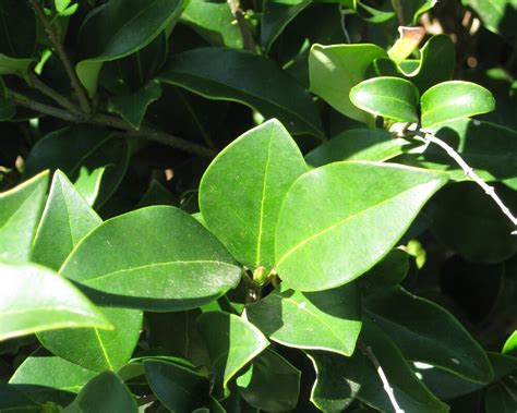 'Recurvifolium' Flowering Ornamentals | McMakin Farms