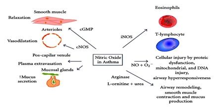 Effects and Uses of Nitric Oxide - Assignment Point