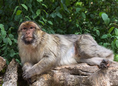 Monkeying around with Barbary Macaques