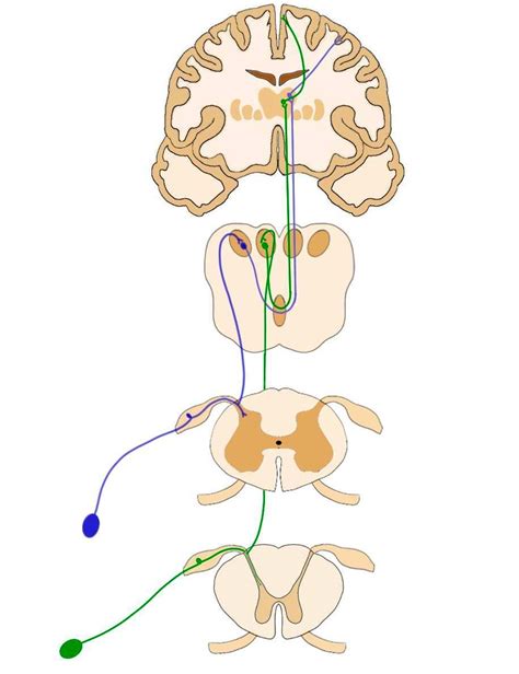 Dorsal columns-medial lemniscus - definition — Neuroscientifically Challenged