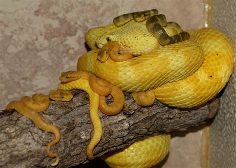 Eyelash Viper Facts and Pictures | Reptile Fact