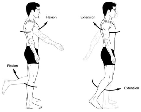 Términos anatómicos de movimiento - Flexión - Rotación | Info Cafe