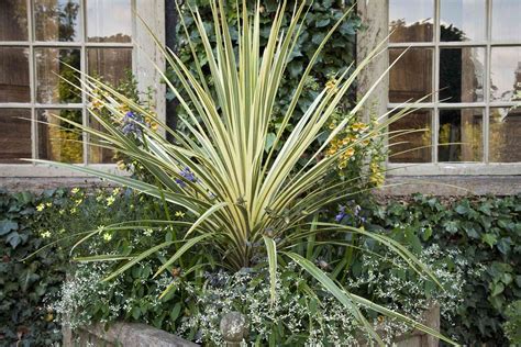 How to Grow and Care for New Zealand Flax