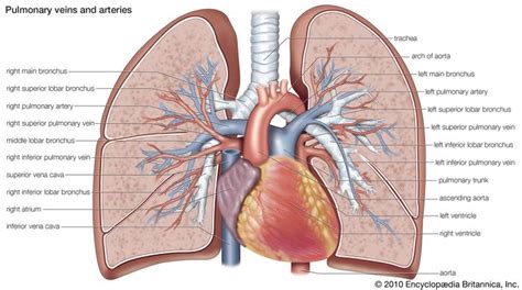 Pulmonary artery | anatomy | Britannica