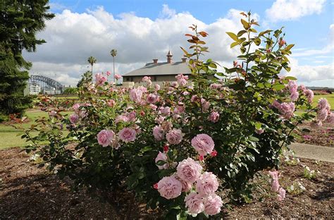 Palace Rose Garden | Botanic Gardens of Sydney