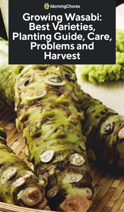 Growing Wasabi: Best Varieties, Planting Guide, Care, Problems and Harvest