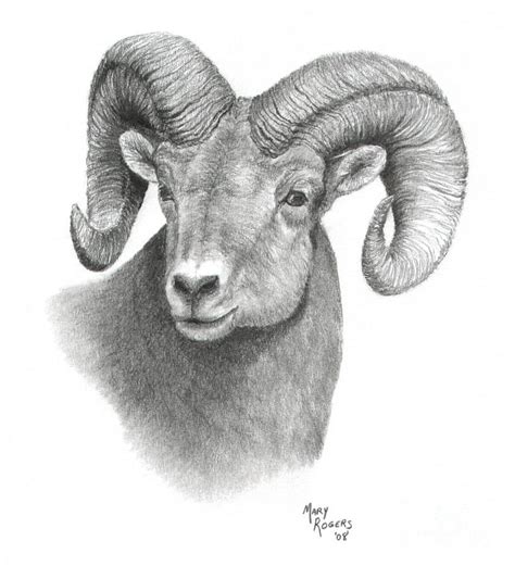 Ram Animal Drawing | Sheep drawing, Animal drawings, Sheep tattoo