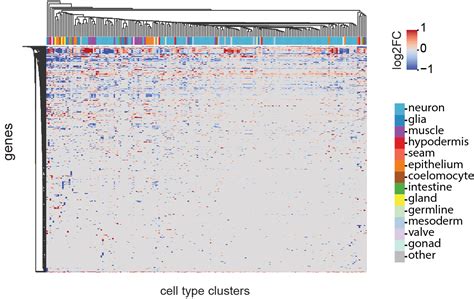 C. elegans aging atlas | Calico research