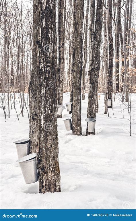 Traditional Maple Syrup Production Stock Photo - Image of bark ...