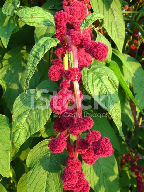 Globe Amaranth Stock Photo | Royalty-Free | FreeImages