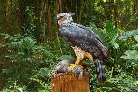 Harpy Eagle vs. Golden Eagle: Two Magnificent Apex Predators