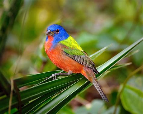 Brilliantly colored painted buntings have arrived early in SW Florida ...