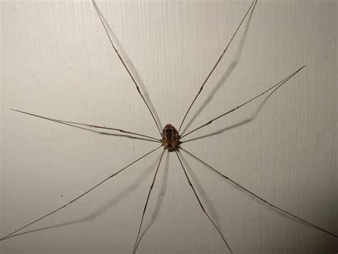 Daddy Long-Legs Spider (Harvestman)