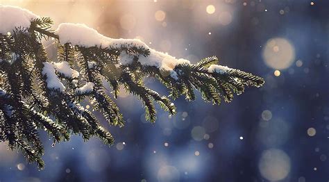 Download Snow Pine Tree Christmas Aesthetic Computer Wallpaper | Wallpapers.com