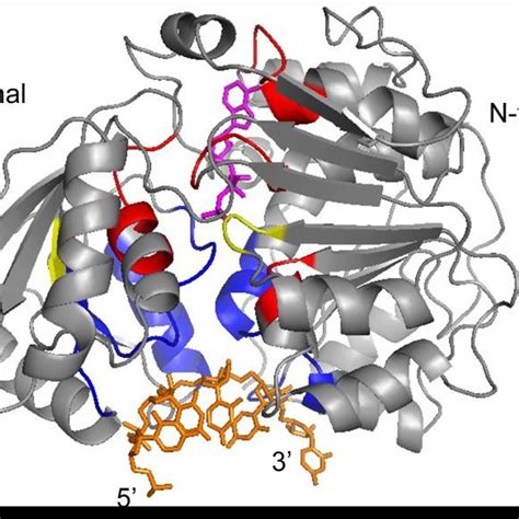 12 Simultaneous polyadenylation and degradation reaction considering... | Download Scientific ...