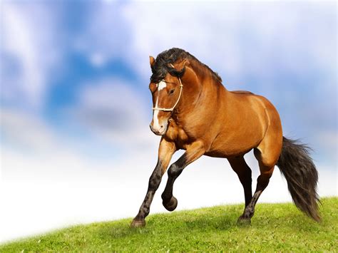 Horse Wallpapers