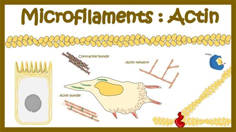 Actin polymerization (Micro filament assembly ) - YouTube