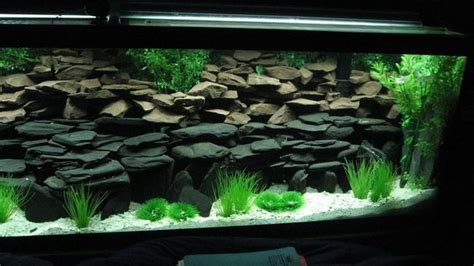 Cichlid Best Planted Tank - Aquascape Ideas