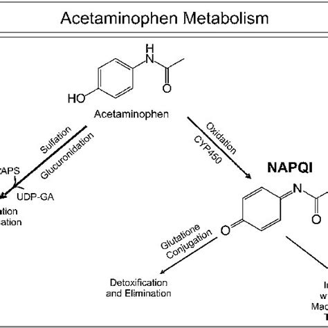 Acetaminophen metabolism. Acetaminophen is metabolized primarily by... | Download Scientific Diagram