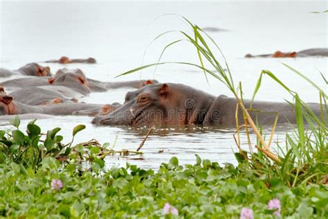 Scarred Hippopotamus Sleeps in the Marsh Stock Image - Image of hippopotamus, river: 42198089