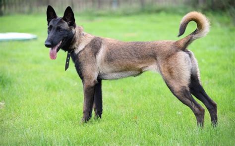 Belgian Malinois Temperament and Personality - Not Kid Friendly and Aggressive