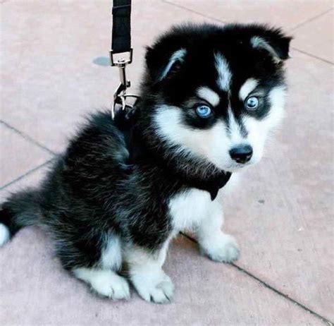 Baby Husky With Blue Eyes | PETSIDI