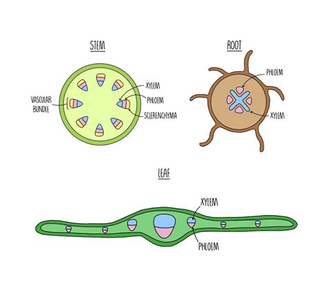 Xylem And Phloem Vessels