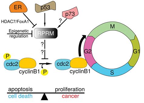 Schematic model of RPRM-mediated cell cycle and G2 arrest mechanisms ...