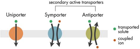 Secondary Active Transport Animation