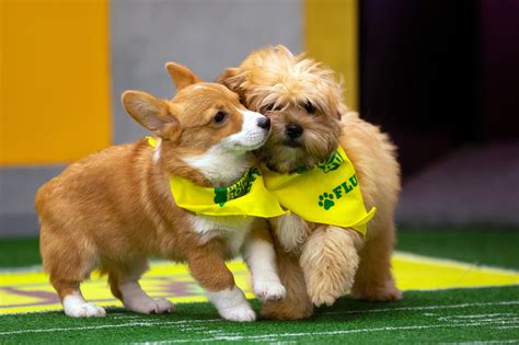 Team Ruff and Team Fluff face off at the annual Puppy Bowl