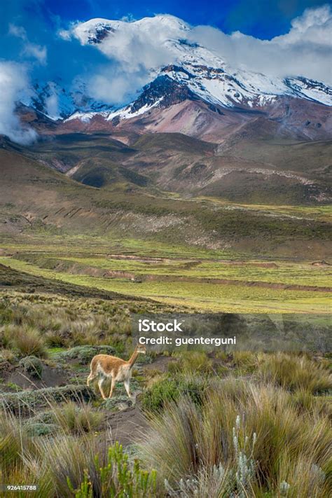 Vicuna In Front Of Chimborazo Volcano Andes Ecuador Stock Photo ...