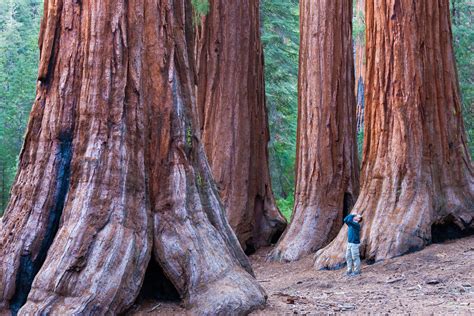 How to See the Tallest Trees on Earth: California's Redwoods | Norte de ...