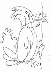 Coloring Pages  Woodpecker For Kids sketch template