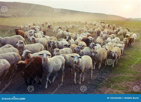 Flock of Sheep Grazing at Sunset Stock Photo - Image of grazing, field ...