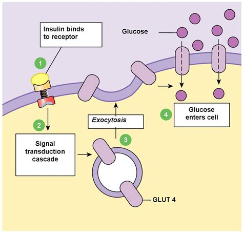 Glucose Regulation