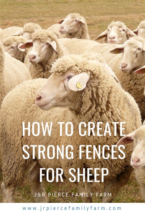 Everything You Need to Know About Fencing for Sheep — J&R Pierce Family Farm