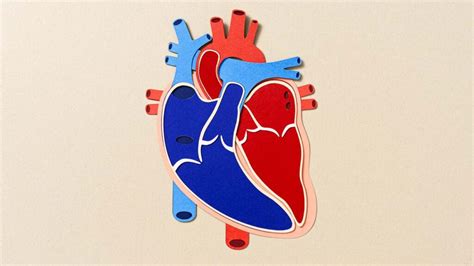 Aortic Stenosis Surgery: Types, Recovery, and Risks