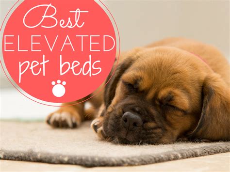 5 Best Elevated Dog Beds [2018 Reviews]: Putting Your Pet on a Pedestal!