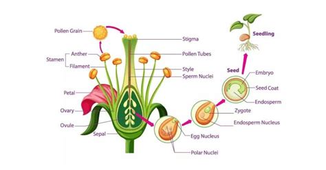 Polar Nuclei