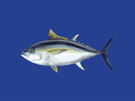 Bigeye tuna - Tuna Australia