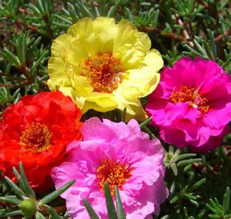 Moss Rose Mixed Color Bloom Seeds – Gran's Garden Seeds