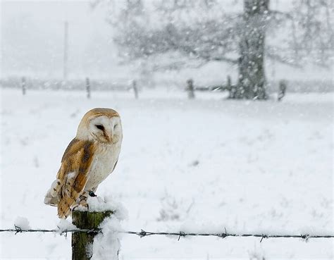 "Snowy Barn Owl" by Mike Ashton | Redbubble