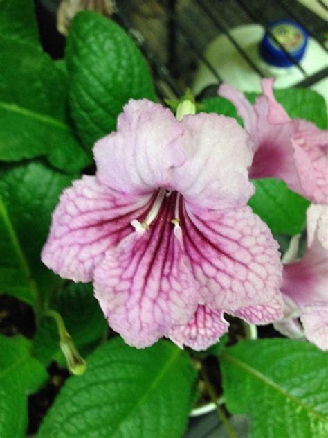 Streptocarpus First Born | Born, One, Rose